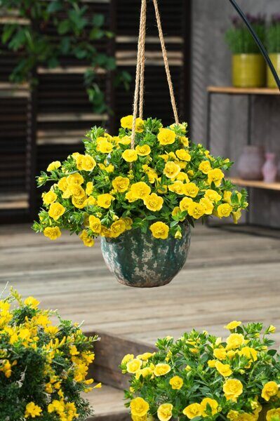 Yellow calibrachoa appears strikingly bright against the deep blue-purple of Sup