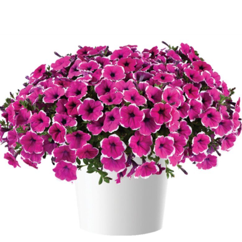 Петуния CAS. RIM CHERRY